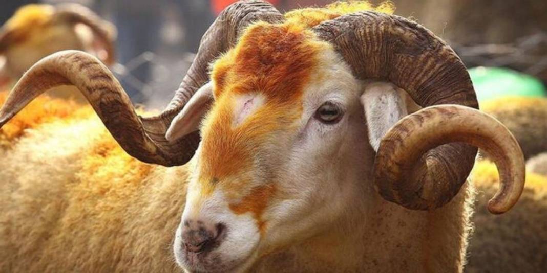 Et ve Süt Kurumu satılmayan kurbanlıklar için fiyat listesini yayımladı 3